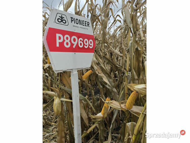 Nasiona kukurydzy Pioneer P8834 P89699 P8329 P8904 P9241 itd