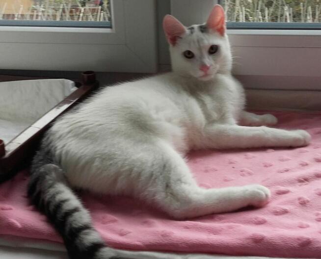 Kociaki słodsze od cukru