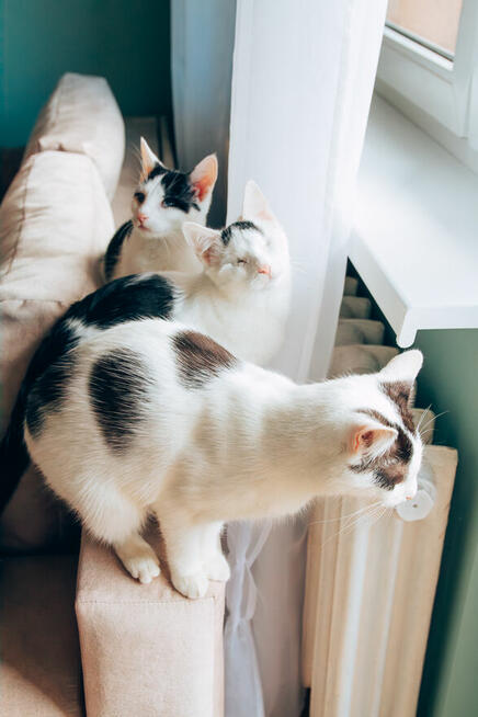 Niedowidzący Pershing szuka domu adopcja kot kociak do adopc