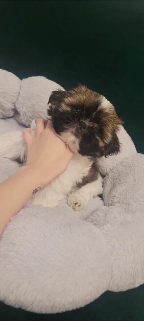 Sunia Shih Tzu