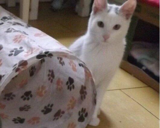 Kociaki słodsze od cukru