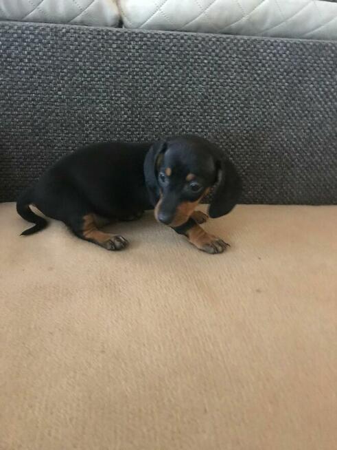 Jamnik miniaturowy piesek