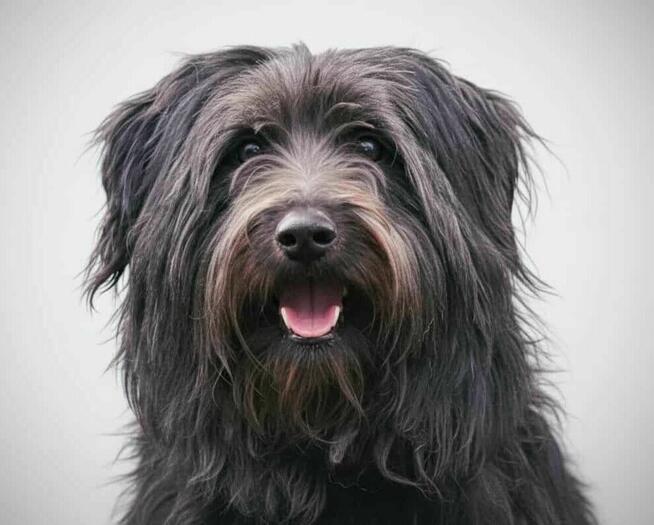 REMI - cudo na 4 łapach do adopcji!