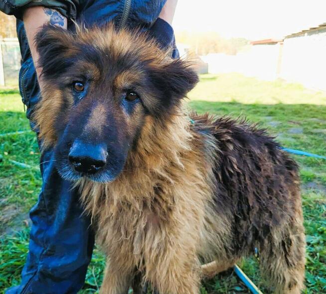 RAMON - piękny, zaniedbany owczarek szuka domu