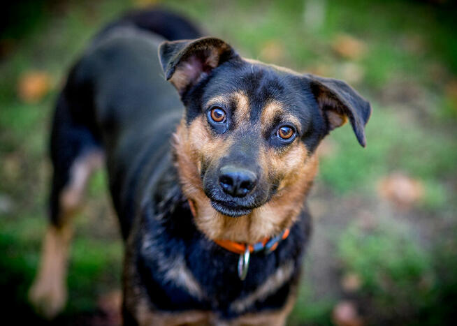 2lata bez domku - tyle wystarczy. Pajdek szuka rodzinki