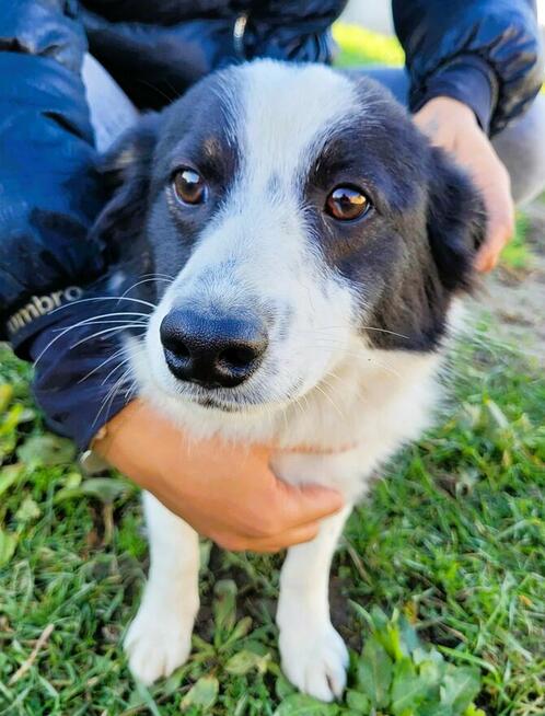 FIKUŚ - nieduży, delikatny psiak szuka super domu