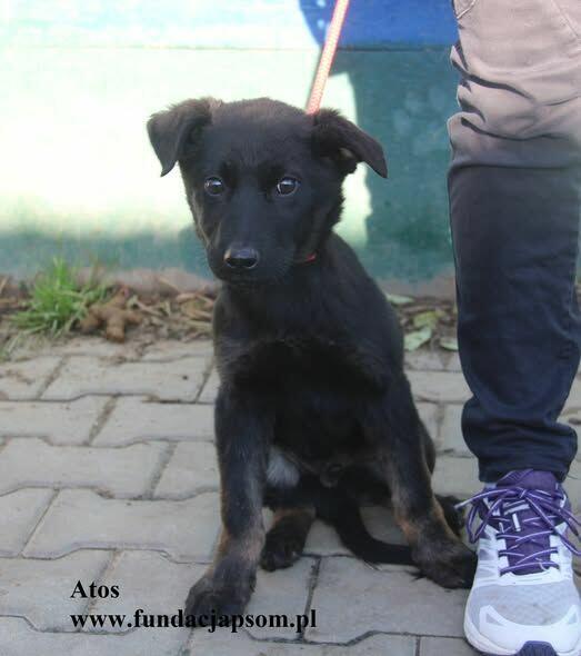 Atos, odważny szczenniaczek