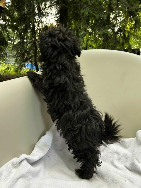 Russkaya Tsvetnaya Bolonka sunia Hawana