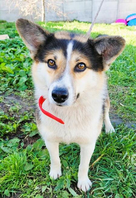 FRODO - uroczy, pozytywny psiak szuka domu