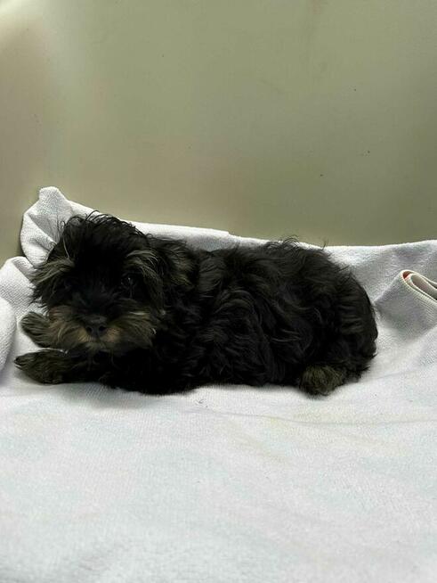 Russkaya Tsvetnaya Bolonka sunia Ivette