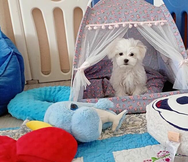 Maltańczyk szczenię