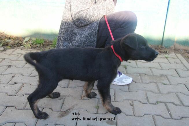 Atos, odważny szczenniaczek