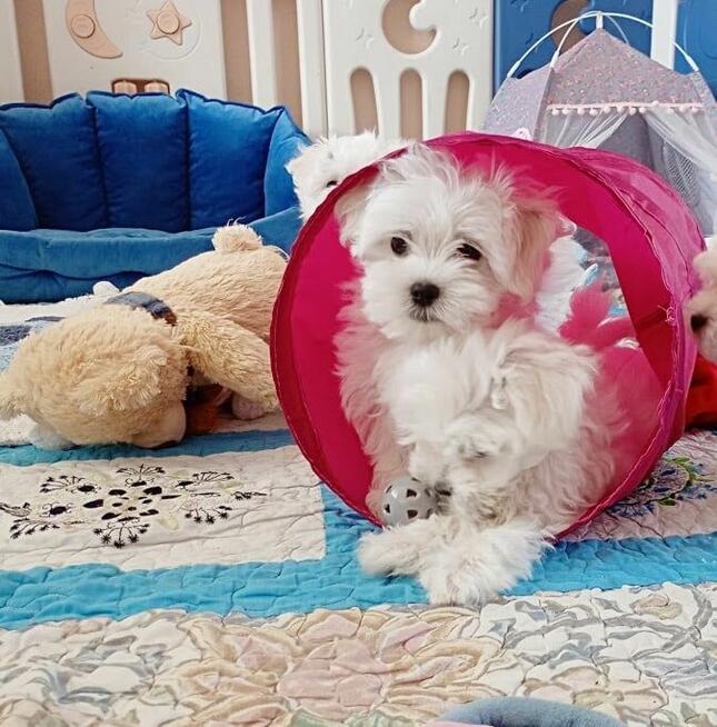 Maltańczyk szczenię