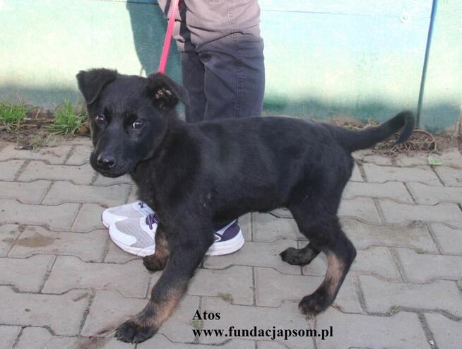 Atos, odważny szczenniaczek