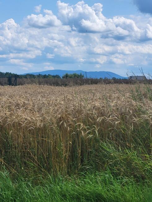 Atrakcyjna działka w Pruchnej koło Skoczowa