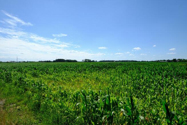 Działka inwestycyjna Teresin,