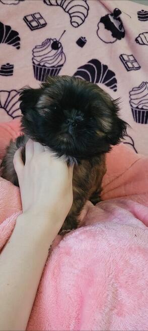 Shih Tzu sunia