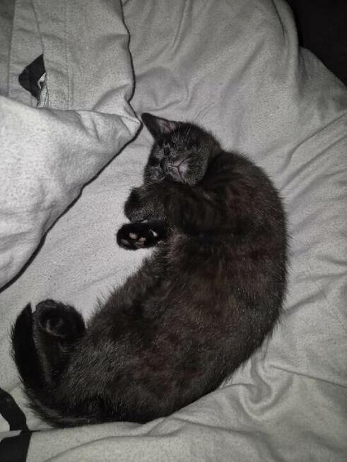 Kotek brytyjski mieszany czarno brazowy