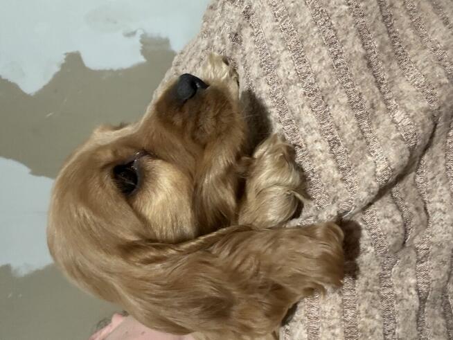 Cocker spaniel angielski