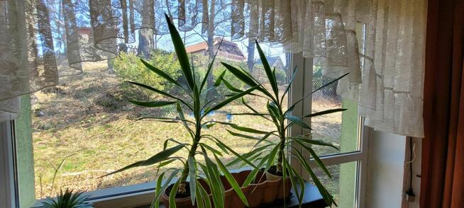 Bliźniak w Cieplicach