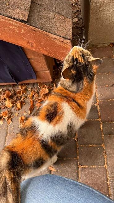 Bezdomna Trikolorka pilnie szuka domu