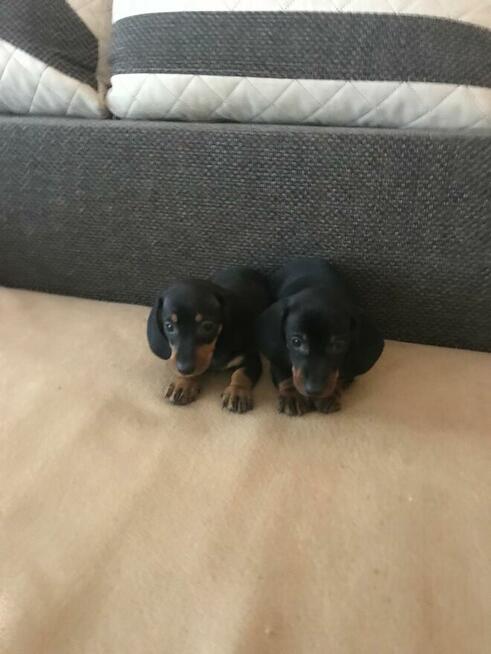 Jamnik miniaturowy piesek