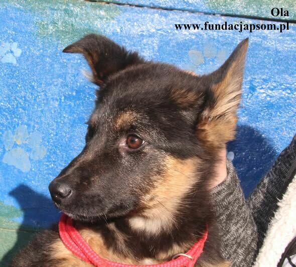 Ola, uroczy szczeniak