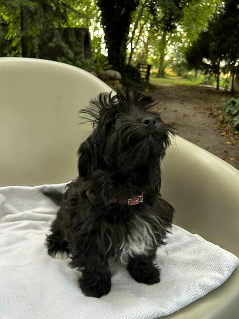 Russkaya Tsvetnaya Bolonka sunia Hebe