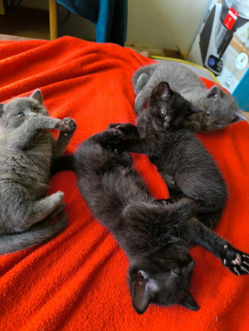 Kotek brytyjski mieszany czarno brazowy