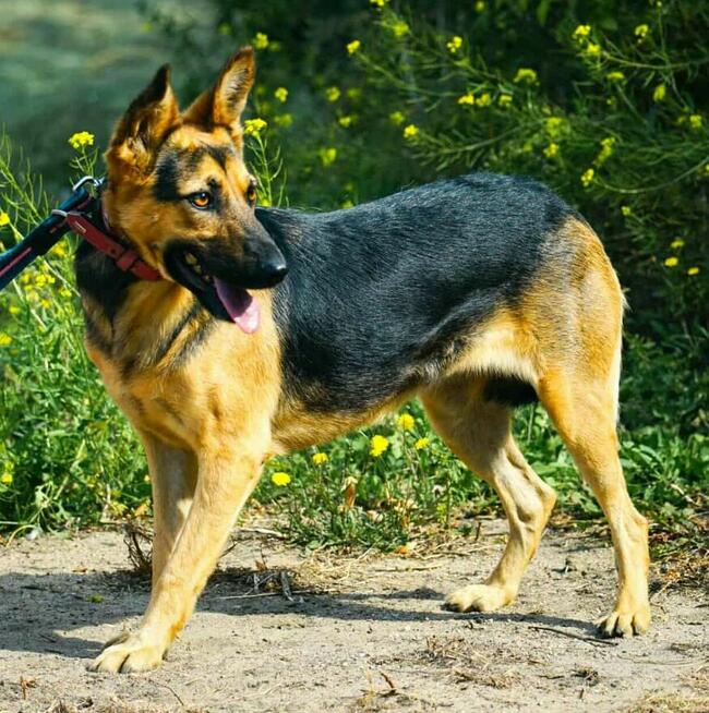 NIKA - cudowna, wrażliwa sunia szuka super domu