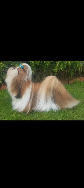 Shih Tzu sunia