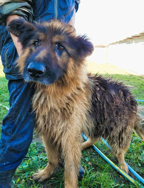 RAMON - piękny, zaniedbany owczarek szuka domu