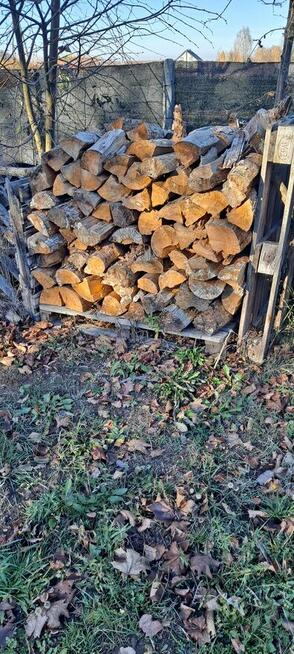 Sosne 5 metrow sucha 3 letnia