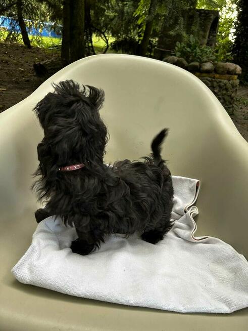 Russkaya Tsvetnaya Bolonka sunia Hebe