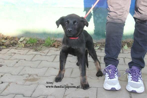 Atos, odważny szczenniaczek