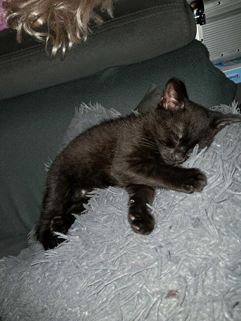 Kotek brytyjski mieszany czarno brazowy