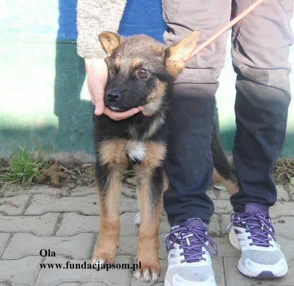 Ola, uroczy szczeniak