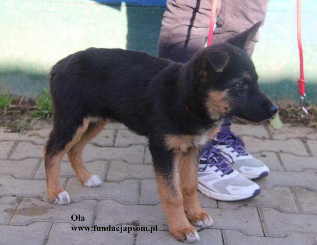 Ola, uroczy szczeniak