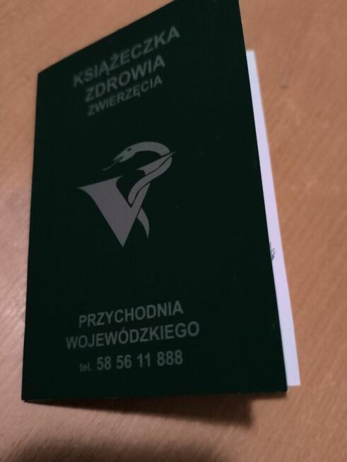 Kotek brytyjski mieszany czarno brazowy