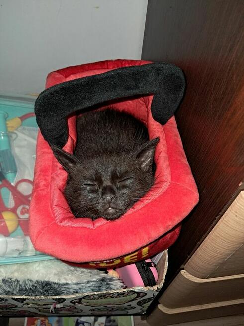 Kotek brytyjski mieszany czarno brazowy