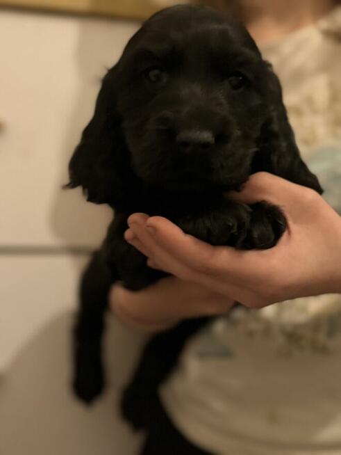 Cocker spaniel angielski