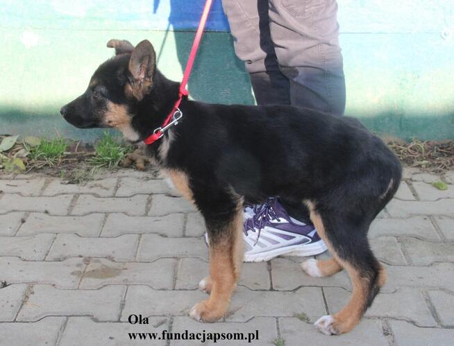 Ola, uroczy szczeniak