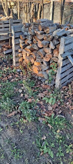 Sosne 5 metrow sucha 3 letnia