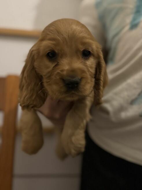 Cocker spaniel angielski