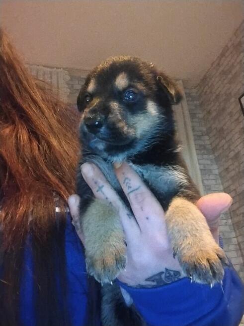 Oddam za darmo szczeniaczki