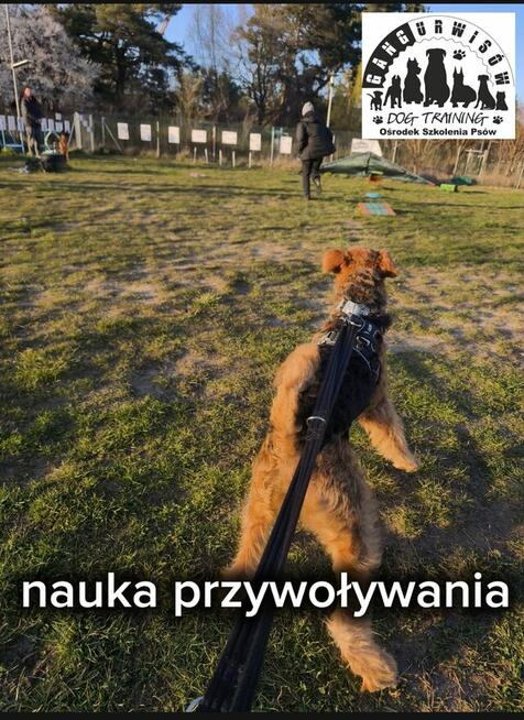 Szkolenie Psów Gdańsk Gang Urwisów