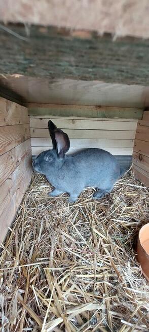 Sprzedam królika samca srokacz niebieskiego