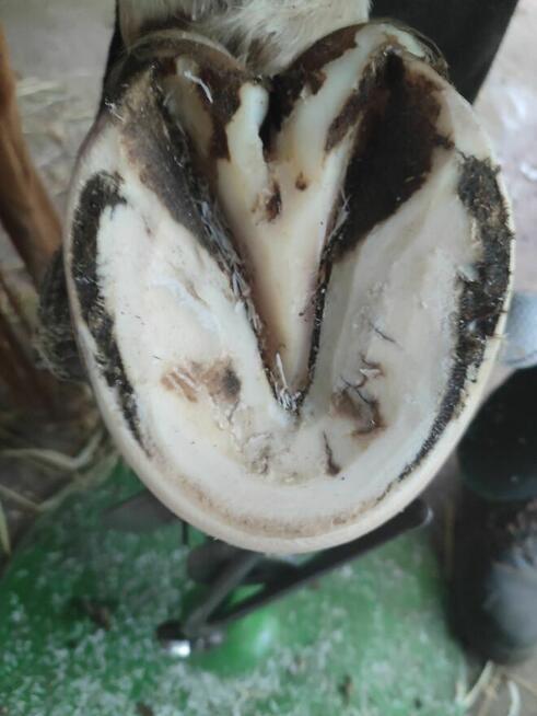 Werkowanie kopyt koni