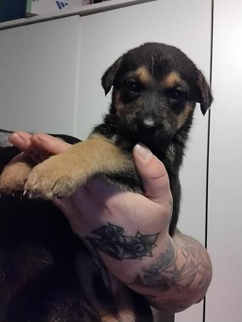 Oddam za darmo szczeniaczki