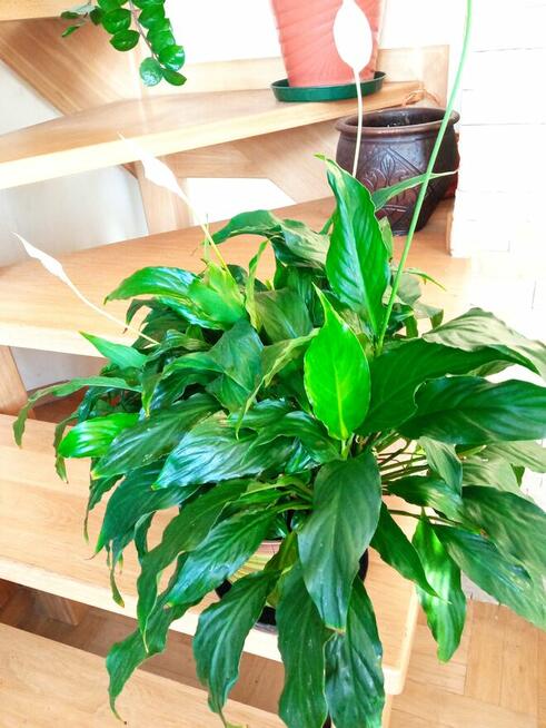 Skrzydłokwiat variegata Diamond-piękny oczyszczacz powietrza